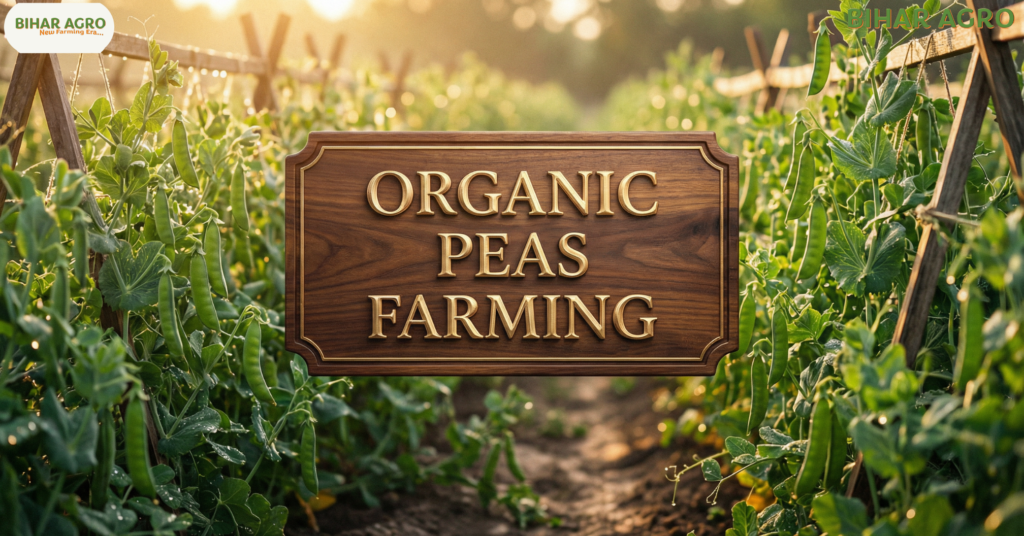 मटर की जैविक खेती, Organic Peas Farming, जैविक खाद, मटर की उन्नत किस्में, उन्नत कृषि, जैविक कीटनाशक,