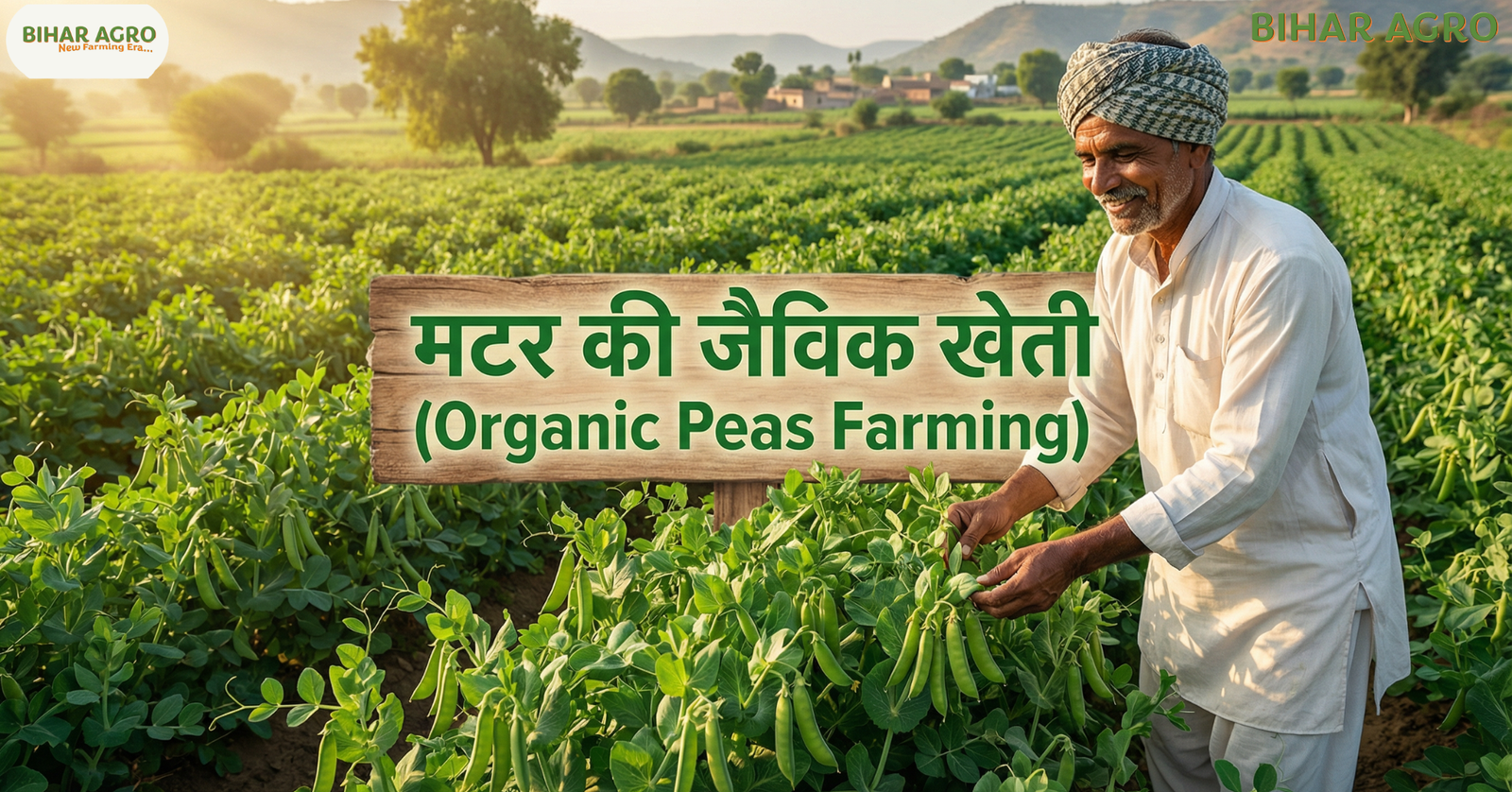 मटर की जैविक खेती, Organic Peas Farming, जैविक खाद, मटर की उन्नत किस्में, उन्नत कृषि, जैविक कीटनाशक,