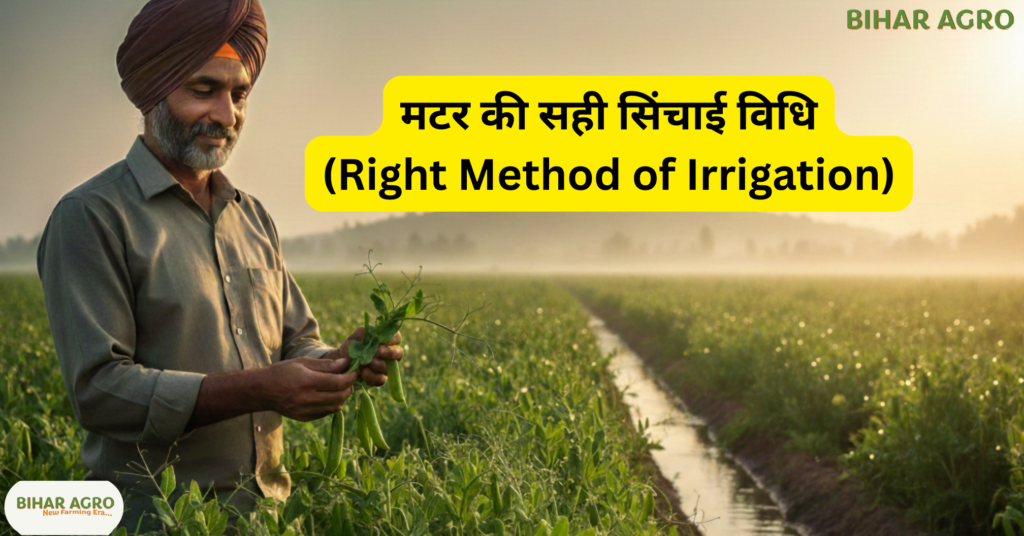 मटर की सिंचाई, Peas Irrigation, मटर की खेती, मटर में पानी, Peas Farming, Peas Irrigation, Matar Farming, Irrigation Tips, Vegetable Farming, Indian Agriculture,