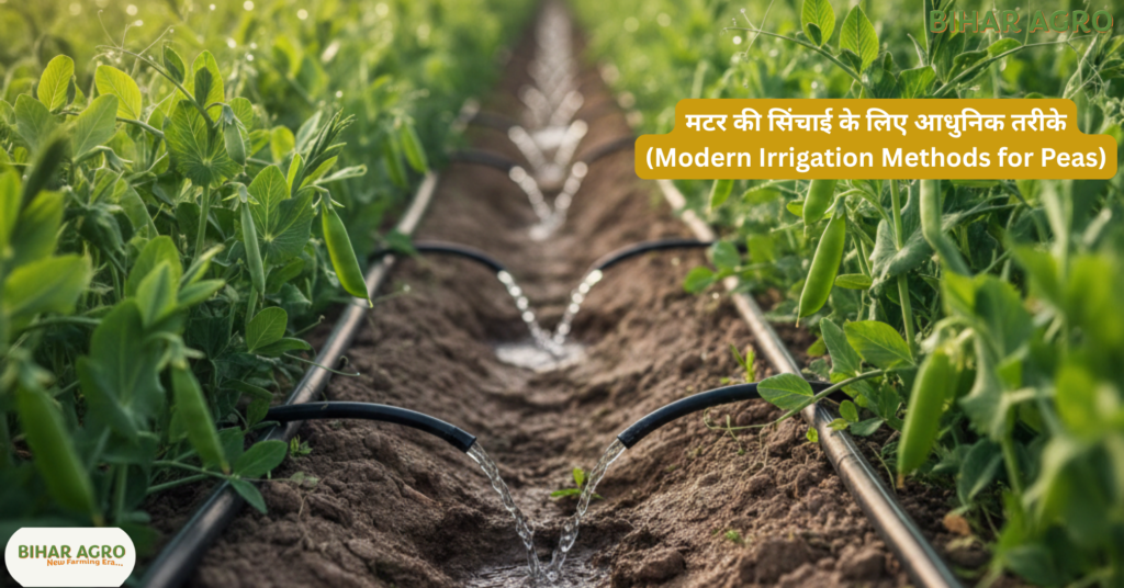 मटर की सिंचाई, Peas Irrigation, मटर की खेती, मटर में पानी, Peas Farming, Peas Irrigation, Matar Farming, Irrigation Tips, Vegetable Farming, Indian Agriculture,
