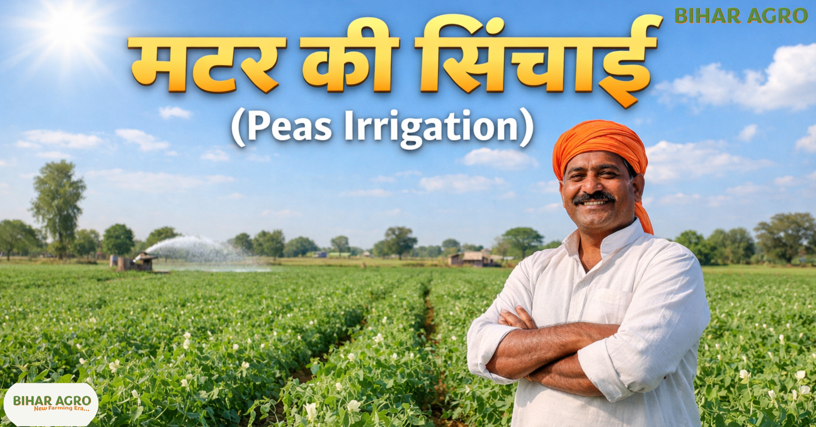मटर की सिंचाई, Peas Irrigation, मटर की खेती, मटर में पानी, Peas Farming,