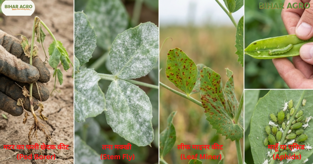 मटर के रोग, Peas diseases, मटर के कीट, मटर रोग नियंत्रण, मटर की खेती, मटर फसल रोग, Peas pests control, Peas Farming, Peas Diseases, Organic Farming, Pulse Crops, Kisan Guide,