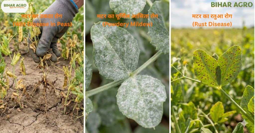 मटर के रोग, Peas diseases, मटर के कीट, मटर रोग नियंत्रण, मटर की खेती, मटर फसल रोग, Peas pests control, Peas Farming, Peas Diseases, Organic Farming, Pulse Crops, Kisan Guide,