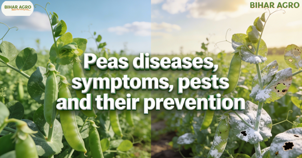 मटर के रोग, Peas diseases, मटर के कीट, मटर रोग नियंत्रण, मटर की खेती, मटर फसल रोग, Peas pests control, Peas Farming, Peas Diseases, Organic Farming, Pulse Crops, Kisan Guide,