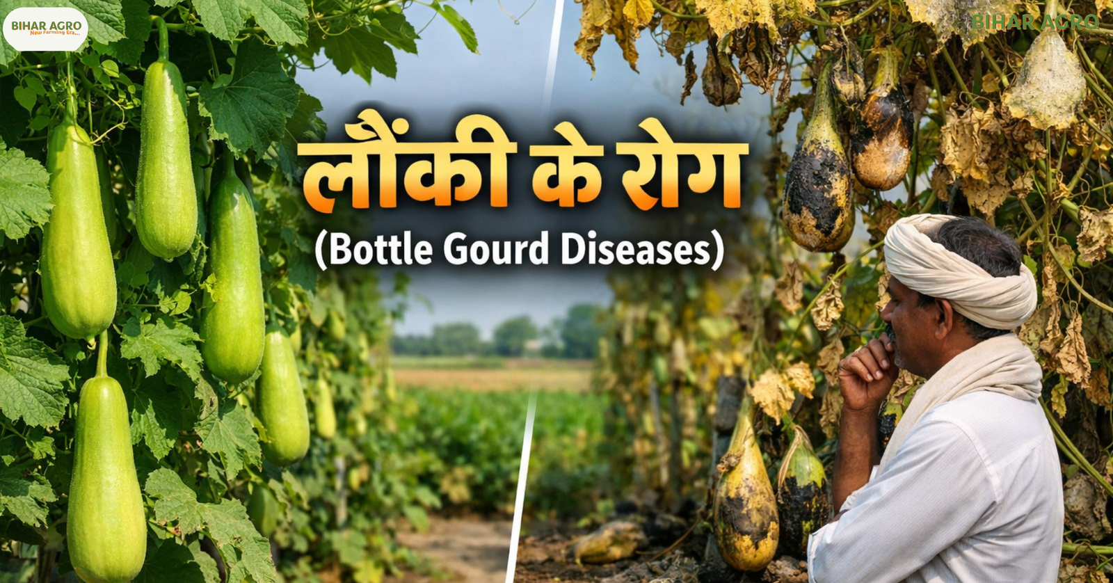 लौकी के रोग, Bottle Gourd Diseases,