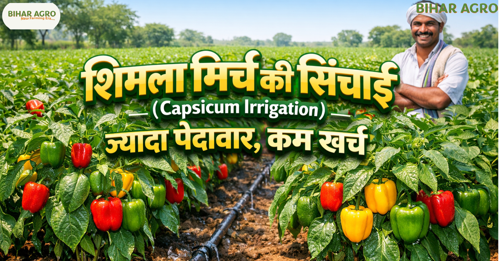 शिमला मिर्च की सिंचाई, Capsicum Irrigation, शिमला मिर्च सिंचाई तरीका, Capsicum Drip Irrigation,