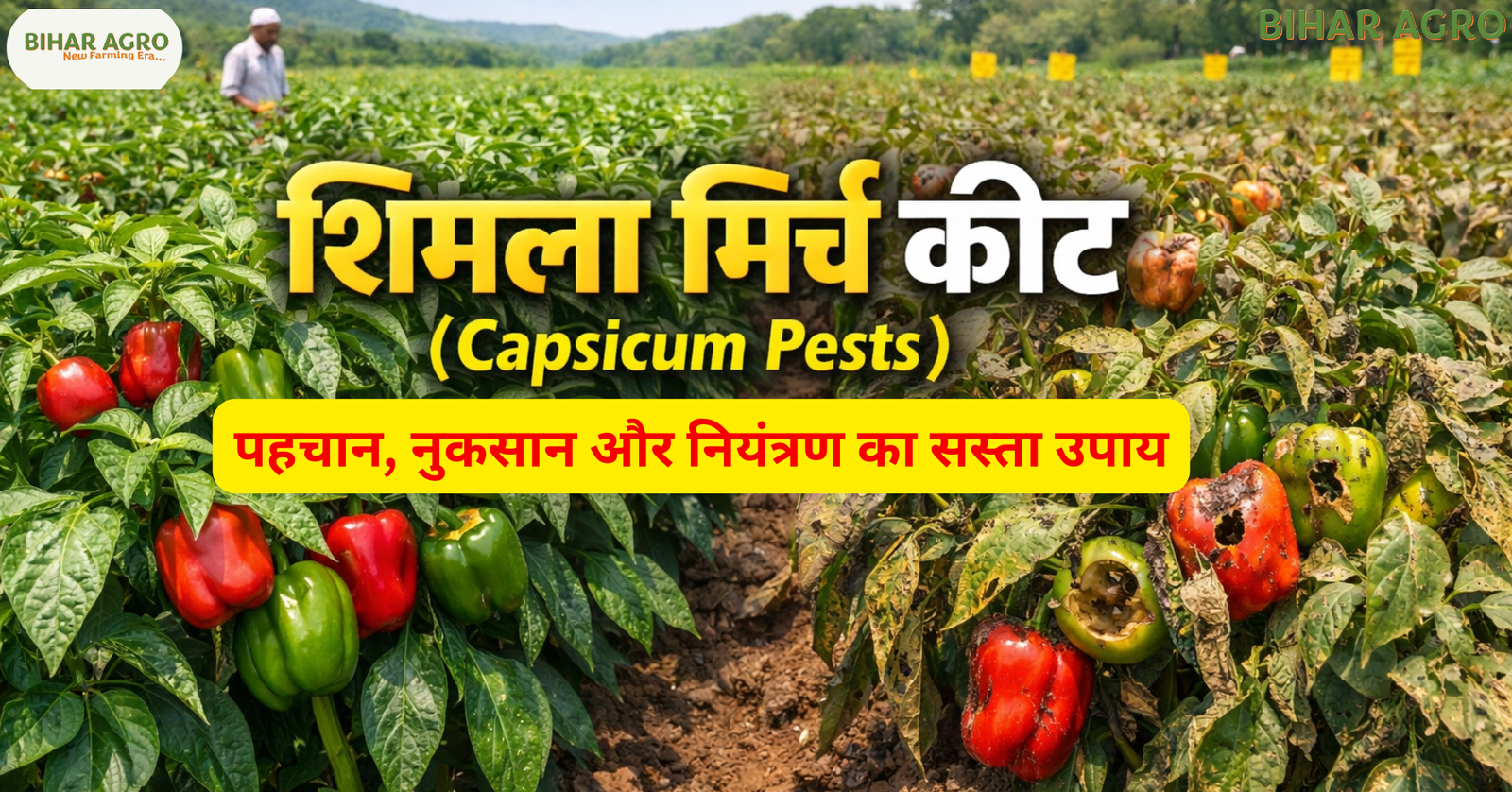 शिमला मिर्च कीट, Capsicum Pests, Shimla Mirch ke Keet, Capsicum Insects