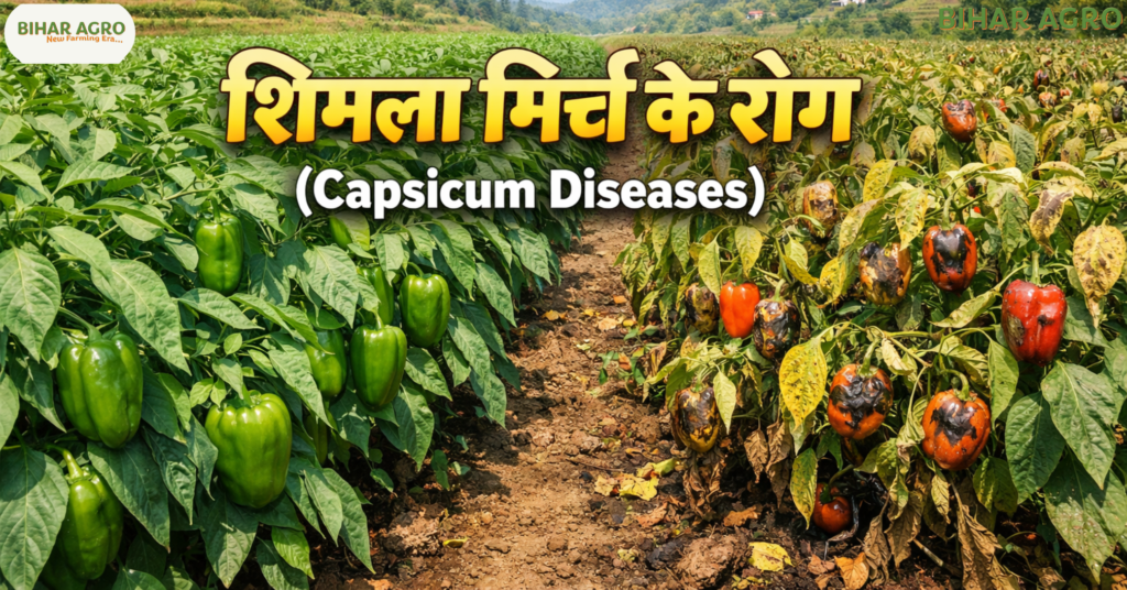शिमला मिर्च के रोग, Capsicum Diseases, Capsicum farming problems, Bell pepper diseases, Shimla mirch rog,