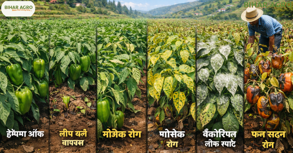 शिमला मिर्च के रोग, Capsicum Diseases, Capsicum farming problems, Bell pepper diseases, Shimla mirch rog,