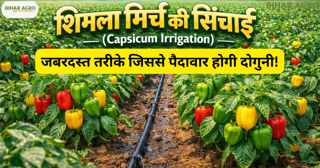 शिमला मिर्च की सिंचाई, Capsicum Irrigation, शिमला मिर्च सिंचाई तरीका, Capsicum Drip Irrigation,