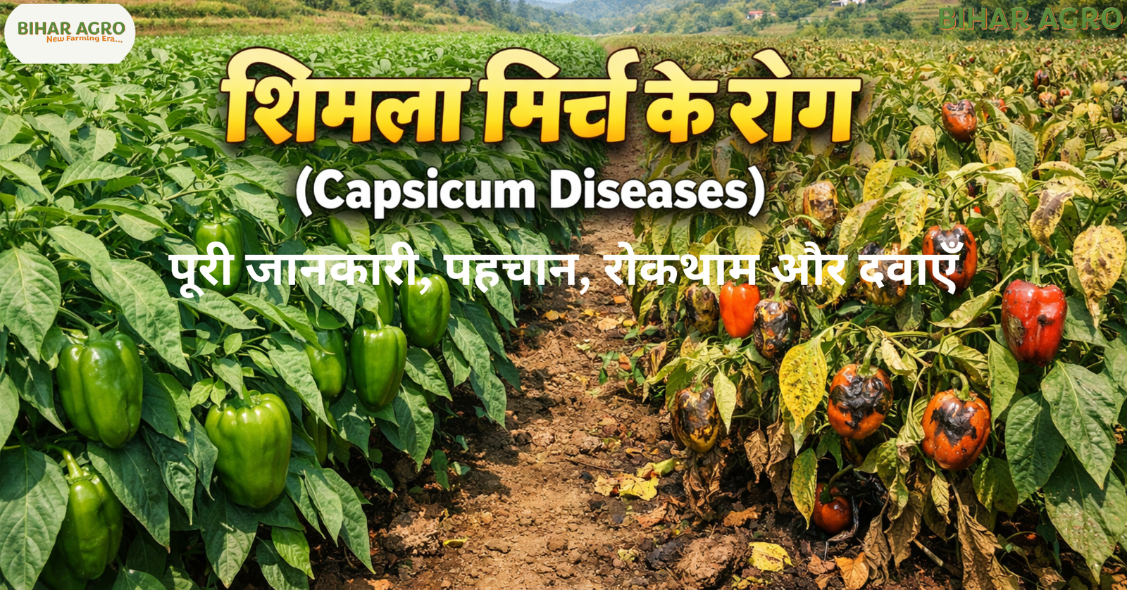 शिमला मिर्च के रोग, Capsicum Diseases, Capsicum farming problems, Bell pepper diseases, Shimla mirch rog,