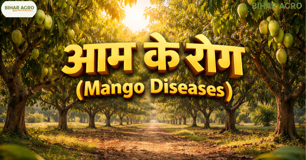 आम के रोग, Mango Diseases, पाउडरी मिल्ड्यू, गुच्छा रोग, आम का काला धब्बा, Mango Farming Tips, बागवानी, कीटनाशक, आम की बीमारी, mango plant disease, आम रोग नियंत्रण,