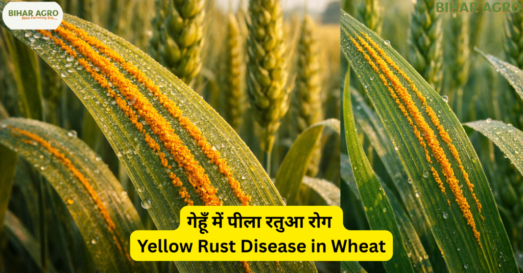 गेहूँ में पीला रतुआ रोग, Yellow Rust Disease in Wheat,