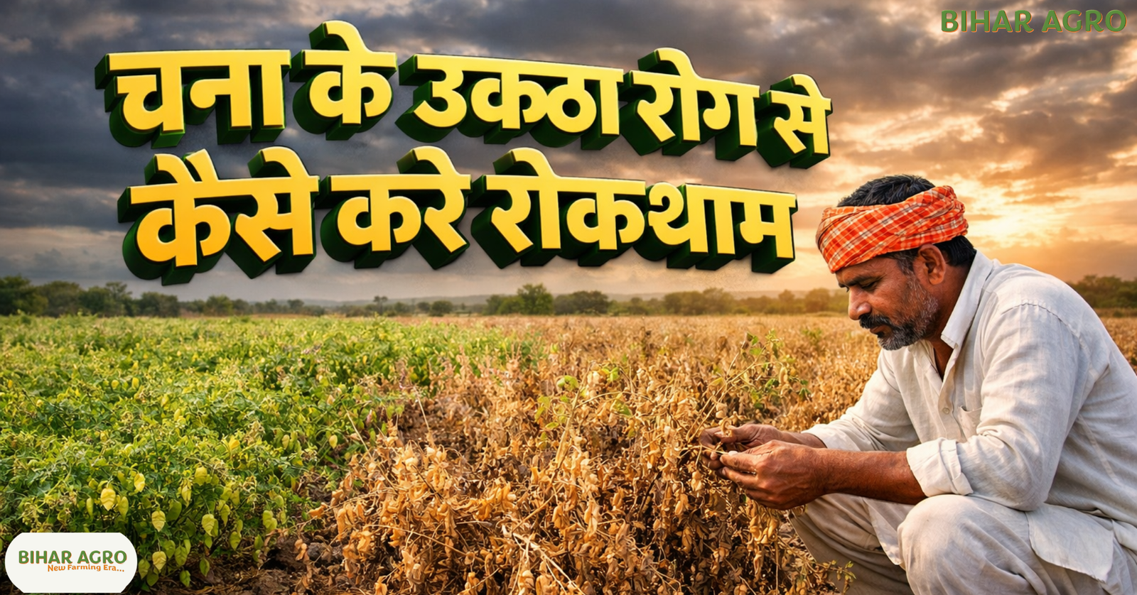 चना के उकठा रोग, Wilt disease Prevent, चना के उकठा रोग से कैसे करे रोकथाम, chickpea wilt control, fusarium wilt,