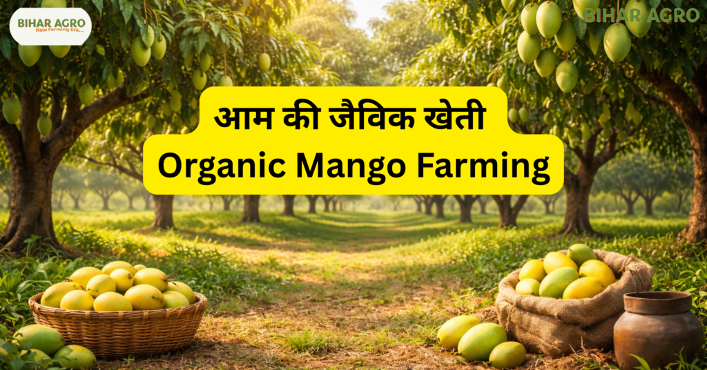 आम की जैविक खेती, Organic Mango Farming, organic farming in Hindi, आम की खेती कैसे करें, जैविक कीटनाशक, mango cultivation guide, kisan farming tips, वर्मीकम्पोस्ट, high profit farming,