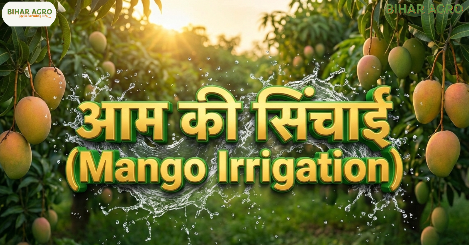 आम की सिंचाई, Mango Irrigation,आम की सिंचाई का तरीका, आम के पेड़ को कितना पानी दें,Drip irrigation in mango,Water requirement of mango tree,आम के बगीचे की सिंचाई,मंगो इरिगेशन मैनेजमेंट,High yield mango irrigation,आम की खेती में पानी का प्रबंधन,Mango irrigation schedule India