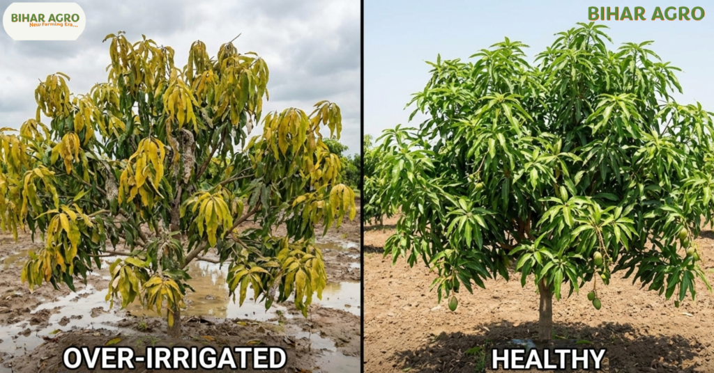 आम की सिंचाई, Mango Irrigation,आम की सिंचाई का तरीका,  आम के पेड़ को कितना पानी दें, Drip irrigation in mango,Water requirement of mango tree, आम के बगीचे की सिंचाई, मंगो इरिगेशन मैनेजमेंट, High yield mango irrigation, आम की खेती में पानी का प्रबंधन, Mango irrigation schedule India,