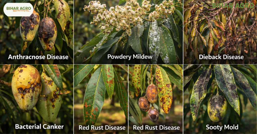 आम के रोग, Mango Diseases, पाउडरी मिल्ड्यू, गुच्छा रोग, आम का काला धब्बा, Mango Farming Tips, बागवानी, कीटनाशक, आम की बीमारी, mango plant disease, आम रोग नियंत्रण,