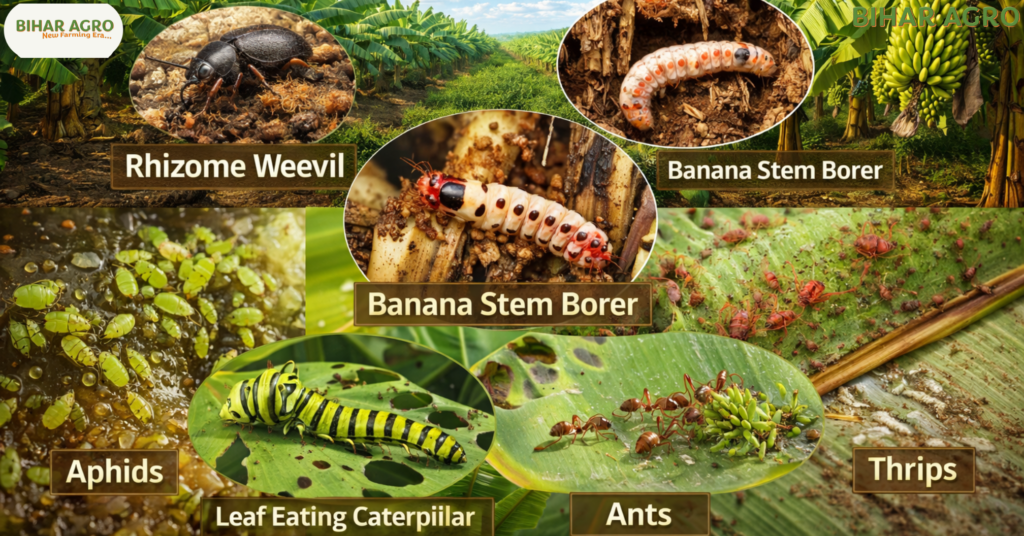 केले के कीट, Banana Pests, केला कीट नियंत्रण, banana pest management, banana stem borer, banana aphids,