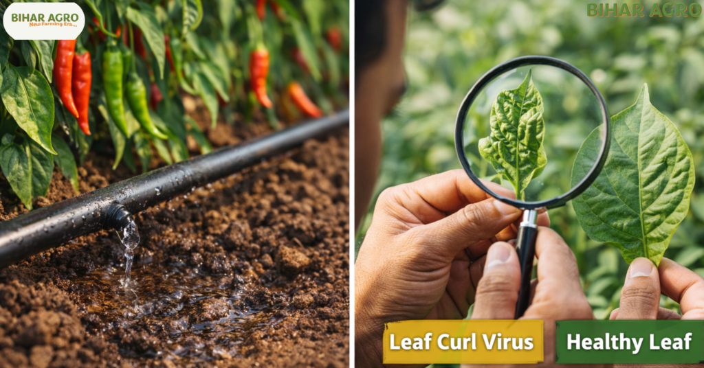 मिर्च की खेती, Chilli Farming, मिर्च खेती, chilli cultivation india, हरी मिर्च की खेती, मिर्च की उन्नत किस्में, chilli farming in India, mirch ki kheti kaise kare, chilli production states, organic chilli farming, biharagro, chilli diseases, agriculture tips hindi, किसान और खेती, नकदी फसल, vegetable farming,