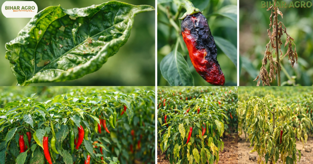 मिर्च के रोग, Chilli diseases, Chilli leaf curl virus treatment, Chilli farming in India, Anthracnose of chilli, Organic farming tips, Pesticides for chilli, मिर्च की खेती, मिर्च का उकठा रोग,