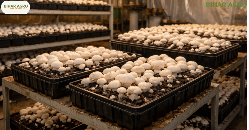 घर पर मशरूम कैसे उगाएं, मशरूम की खेती कैसे करें, how to grow mushroom at home in hindi, mushroom farming at home, mushroom cultivation cost, button mushroom farming, bihar agro mushroom, low cost business ideas,