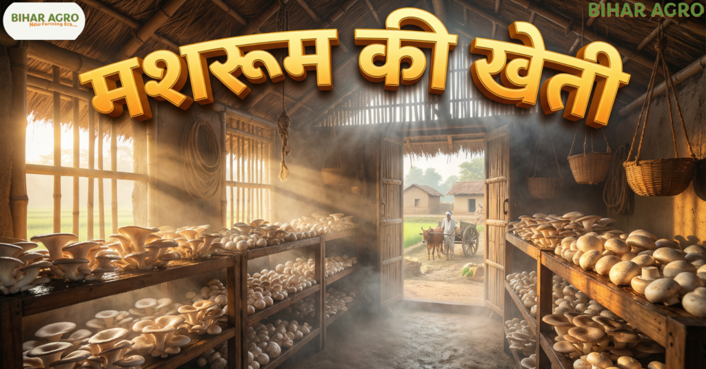मशरूम की खेती, Mushroom Farming, Mushroom Farming in Hindi, बटन मशरूम, ऑयस्टर मशरूम, मशरूम की खेती कैसे करें, Mushroom Farming Cost, Bihar Agro, Mushroom Cultivation, कृषि, किसान, ज्यादा मुनाफा वाली खेती, Mushroom Subsidy,