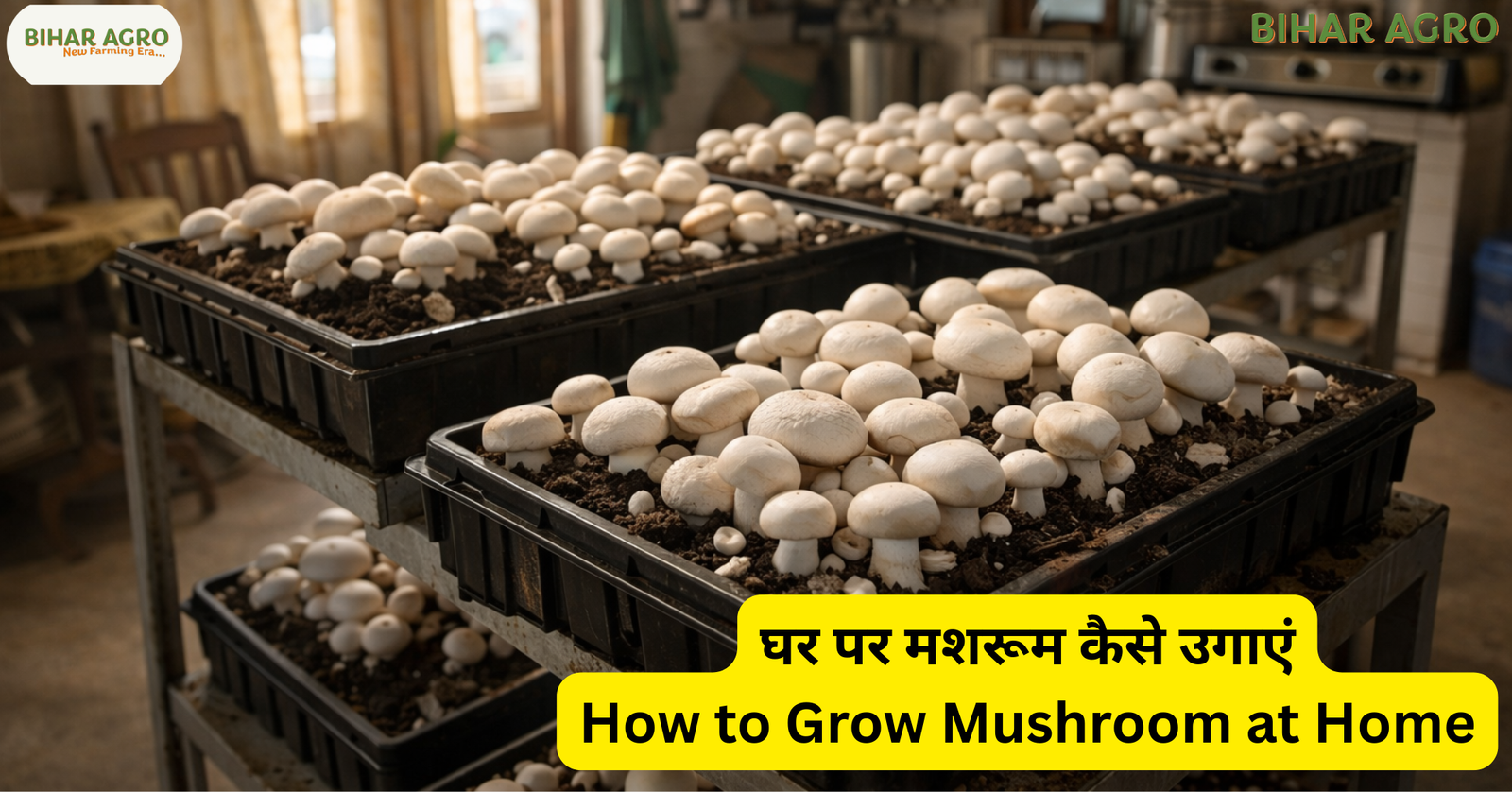 घर पर मशरूम कैसे उगाएं, मशरूम की खेती कैसे करें, how to grow mushroom at home in hindi, mushroom farming at home, mushroom cultivation cost, button mushroom farming, bihar agro mushroom, low cost business ideas,