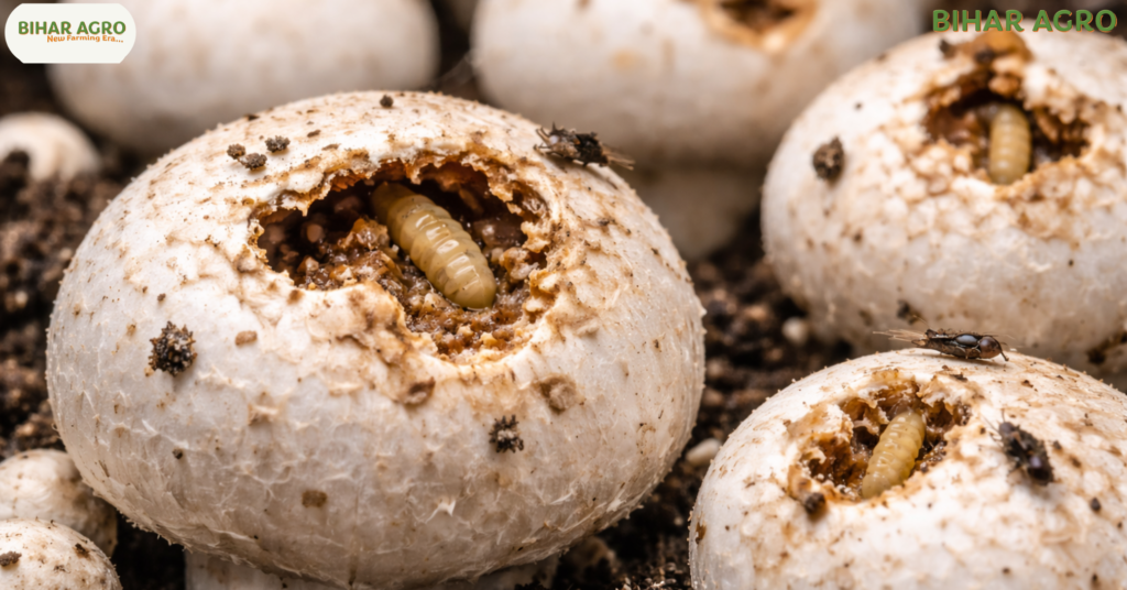 मशरूम के कीट और रोकथाम, Mushroom Pests and Prevention, मशरूम की खेती, मशरूम के रोग, सियारिड मक्खी नियंत्रण, Mushroom Farming Tips in Hindi, Bihar Agro Mushroom, जैविक कीटनाशक, Mushroom Diseases, Mushroom Pest Control,