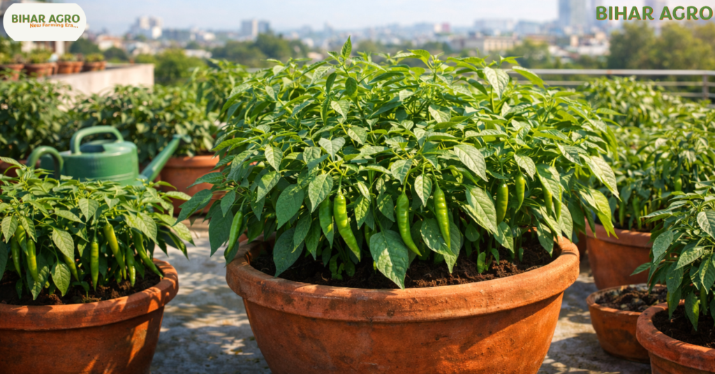 छत पर हरी मिर्ची की खेती कैसे करें, how to grow green chili on the roof, गमले में मिर्च कैसे उगाएं, organic chili farming at home, terrace gardening tips in hindi, kitchen garden ideas, bihar agro farming tips, हरी मिर्च की खेती, rooftop farming techniques,