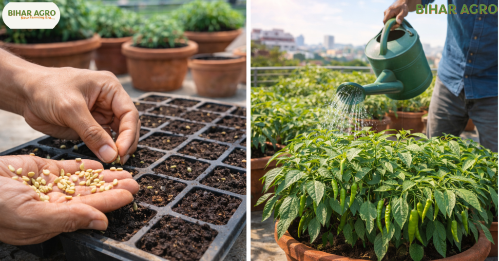 छत पर हरी मिर्ची की खेती कैसे करें, how to grow green chili on the roof, गमले में मिर्च कैसे उगाएं, organic chili farming at home, terrace gardening tips in hindi, kitchen garden ideas, bihar agro farming tips, हरी मिर्च की खेती, rooftop farming techniques,