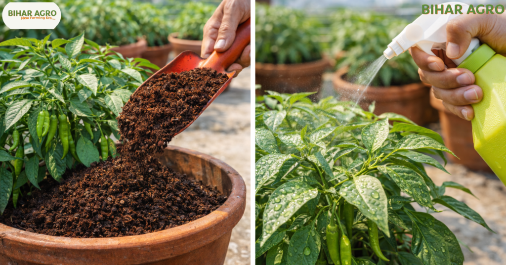 छत पर हरी मिर्ची की खेती कैसे करें, how to grow green chili on the roof, गमले में मिर्च कैसे उगाएं, organic chili farming at home, terrace gardening tips in hindi, kitchen garden ideas, bihar agro farming tips, हरी मिर्च की खेती, rooftop farming techniques,
