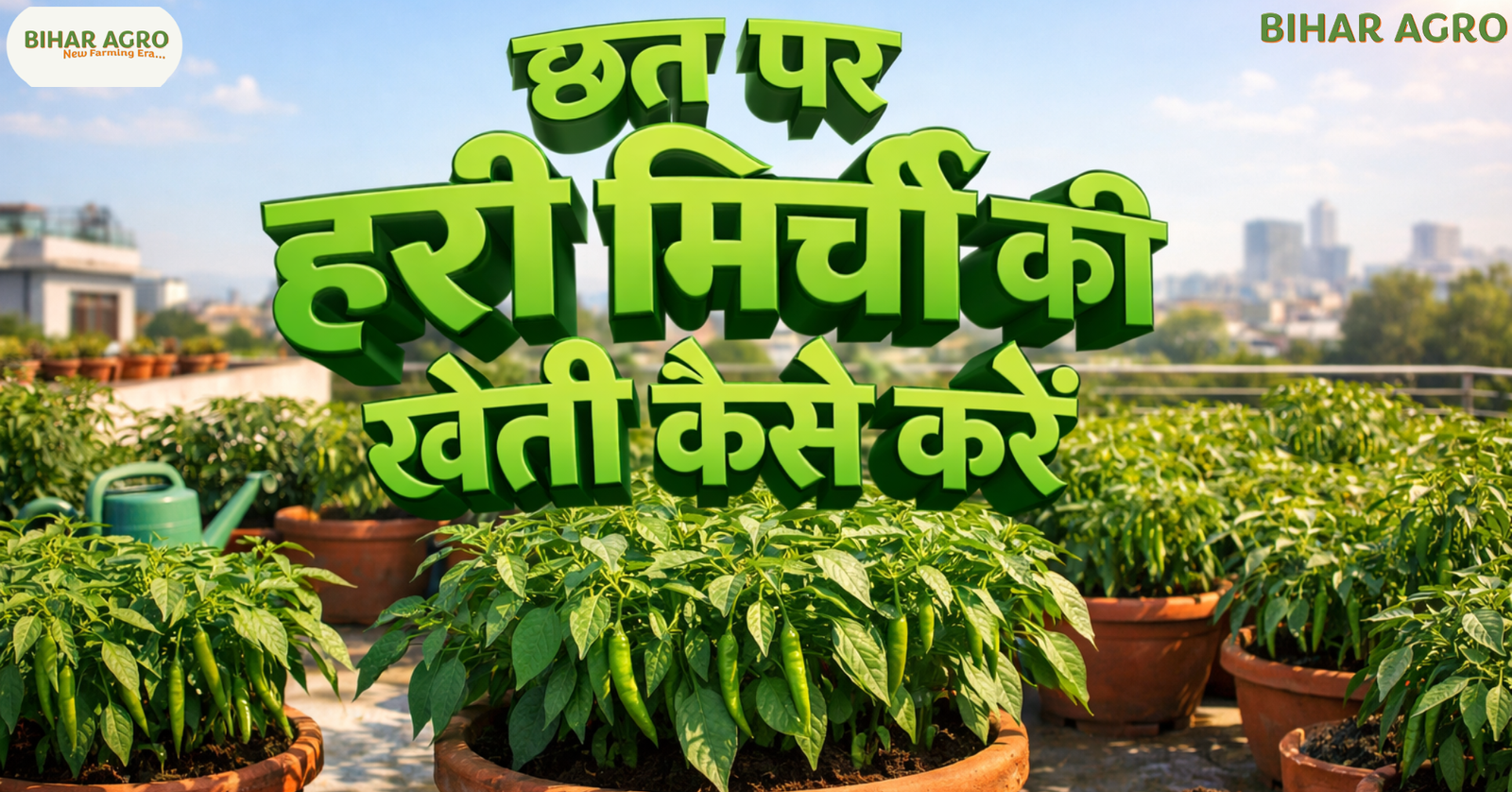 छत पर हरी मिर्ची की खेती कैसे करें, how to grow green chili on the roof, गमले में मिर्च कैसे उगाएं, organic chili farming at home, terrace gardening tips in hindi, kitchen garden ideas, bihar agro farming tips, हरी मिर्च की खेती, rooftop farming techniques,