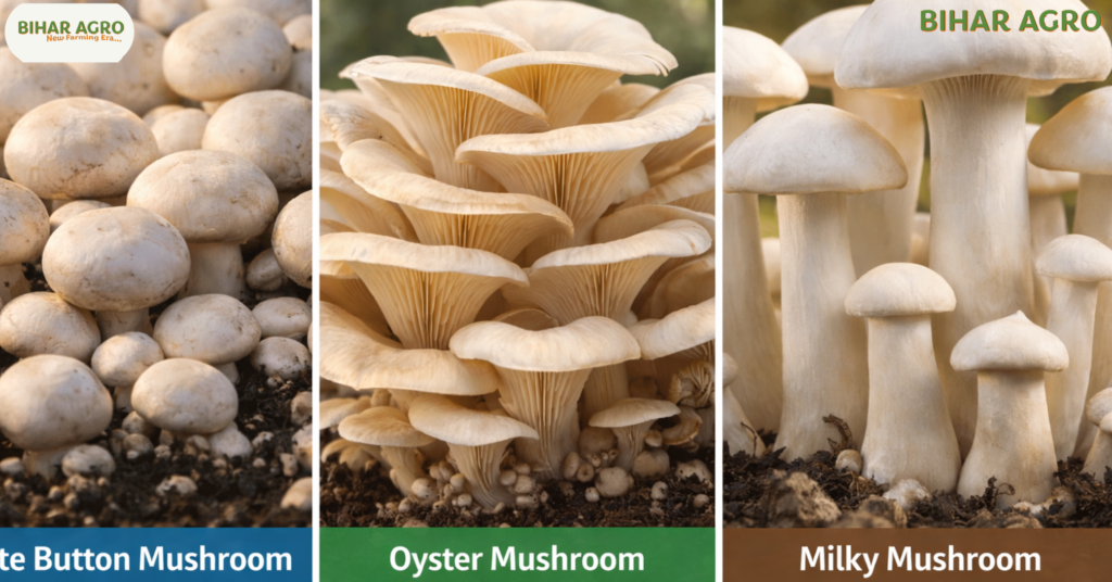 मशरूम की खेती, Mushroom Farming, Mushroom Farming in Hindi, बटन मशरूम, ऑयस्टर मशरूम, मशरूम की खेती कैसे करें, Mushroom Farming Cost, Bihar Agro, Mushroom Cultivation, कृषि, किसान, ज्यादा मुनाफा वाली खेती, Mushroom Subsidy,
