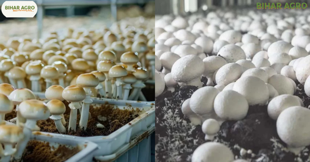 मशरूम की खेती, Mushroom Farming, Mushroom Farming in Hindi, बटन मशरूम, ऑयस्टर मशरूम, मशरूम की खेती कैसे करें, Mushroom Farming Cost, Bihar Agro, Mushroom Cultivation, कृषि, किसान, ज्यादा मुनाफा वाली खेती, Mushroom Subsidy,