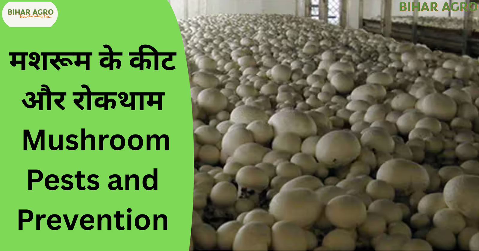 मशरूम के कीट और रोकथाम, Mushroom Pests and Prevention, मशरूम की खेती, मशरूम के रोग, सियारिड मक्खी नियंत्रण, Mushroom Farming Tips in Hindi, Bihar Agro Mushroom, जैविक कीटनाशक, Mushroom Diseases, Mushroom Pest Control,