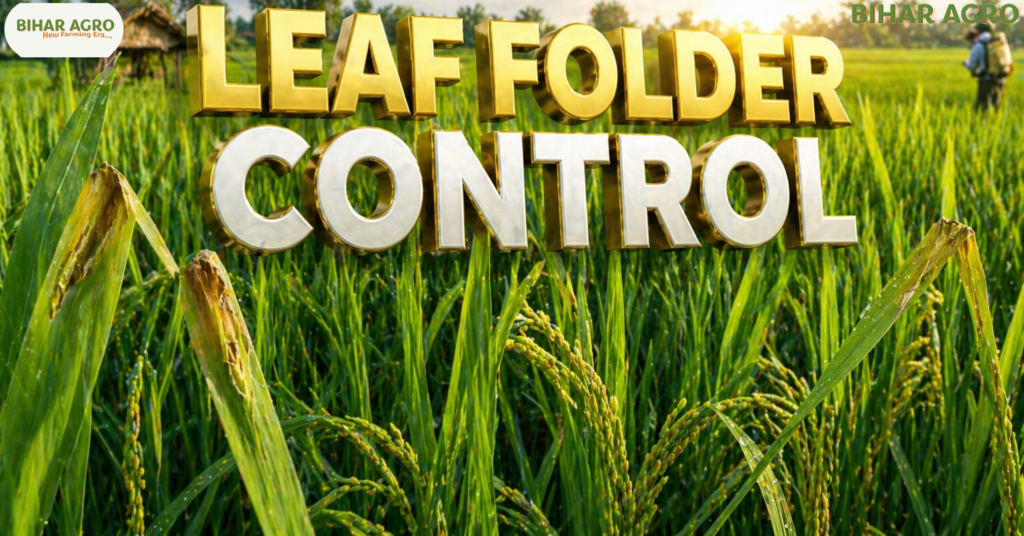 Leaf Folder, धान में पत्ती लपेटक नियंत्रण, Leaf Folder control in paddy, धान कीट नियंत्रण, rice pest control, organic pest control, धान की खेती, पत्ती लपेटक, Leaf Folder, कीट नियंत्रण, जैविक खेती, rice farming, धान में पत्ती लपेटक (Leaf Folder) कीट से रोकथाम कैसे करें, Leaf Folder control in Paddy, जैविक कीटनाशक, रासायनिक उपचार, Rice farming tips, Bihar Agro, धान की खेती, कीट नियंत्रण, Cartap Hydrochloride price, Flubendiamide usage,
