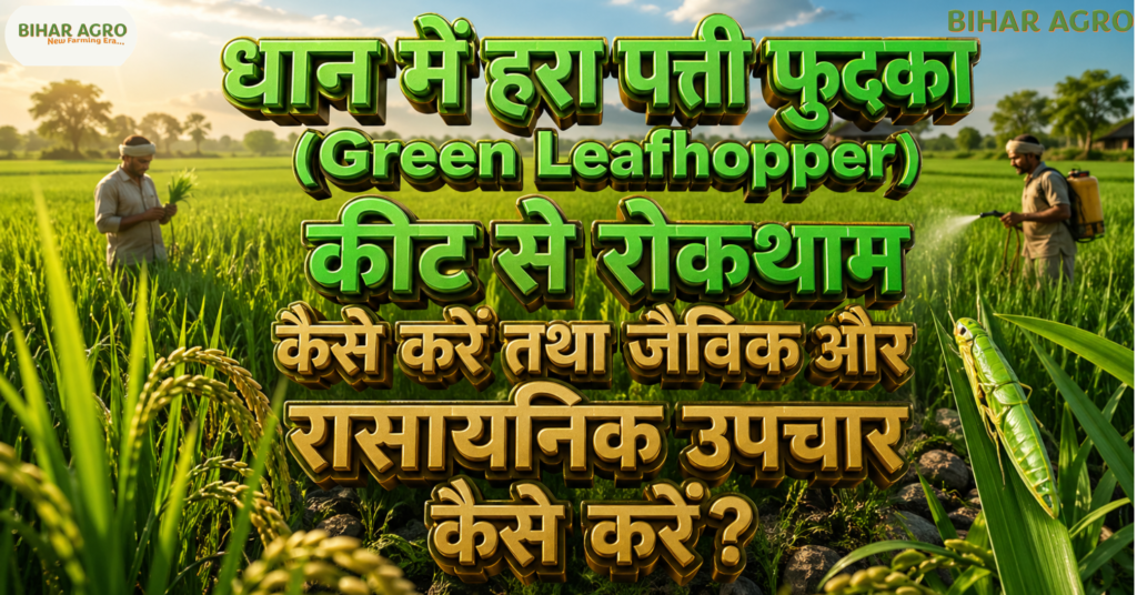 धान में हरा पत्ती फुदका, Green Leafhopper control, धान कीट नियंत्रण, Paddy pest control, Leafhopper treatment, धान कीट, ग्रीन लीफहॉपर, Paddy farming, Organic pest control, Chemical pest control, Rice insects, धान में हरा पत्ती फुदका (Green Leafhopper) कीट से रोकथाम कैसे करें तथा जैविक और रासायनिक उपचार कैसे करें?, Green Leafhopper Control in Paddy, धान के कीट, जैविक कीटनाशक, रासायनिक उपचार, बिहार एग्रो, Paddy Farming,