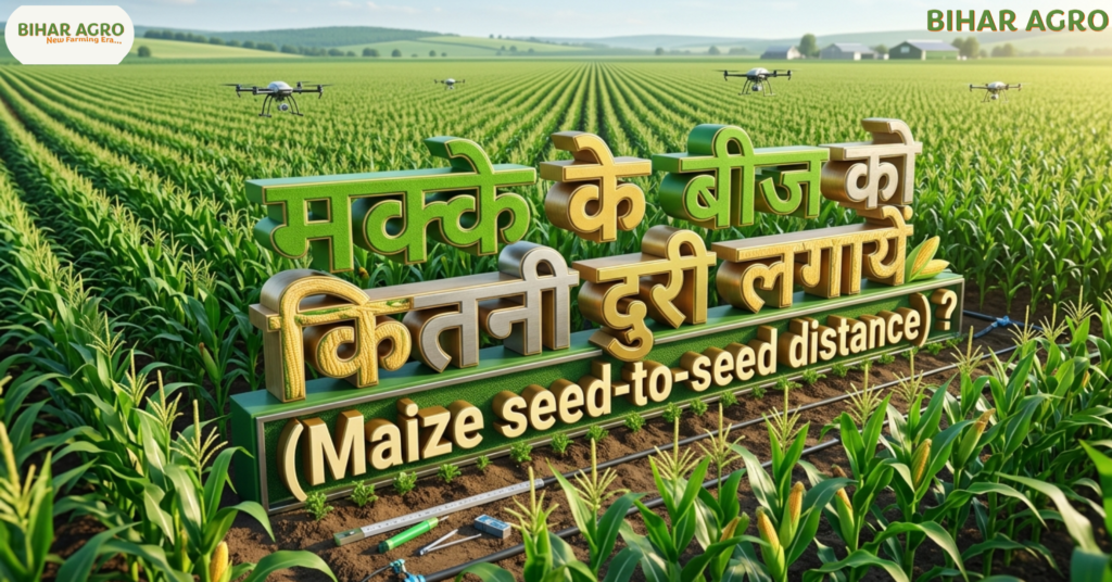 मक्के के बीज को कितनी दुरी लगायें, maize seed to seed distance, मक्का बुवाई दूरी, maize spacing India, hybrid maize spacing, maize farming, corn spacing, मक्का खेती, seed distance, agriculture tips, farming India, मक्के की खेती, मक्के के बीज को कितनी दुरी लगायें (Maize seed-to-seed distance) ?, Maize farming technology, corn seed spacing, Agriculture tips Hindi, Bihar Agro, high yield maize, hybrid seed sowing, मक्का बुवाई का सही तरीका, 