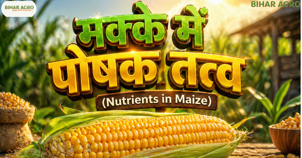 Nutrients in Maize, मक्के में पोषक तत्व, मक्के के फायदे, मक्के की खेती, Maize farming in Hindi, Agriculture Technology, मक्के में विटामिन्स, Bihar Agro, किसान भाइयों, Health benefits of corn, मक्का खाने के फायदे, 