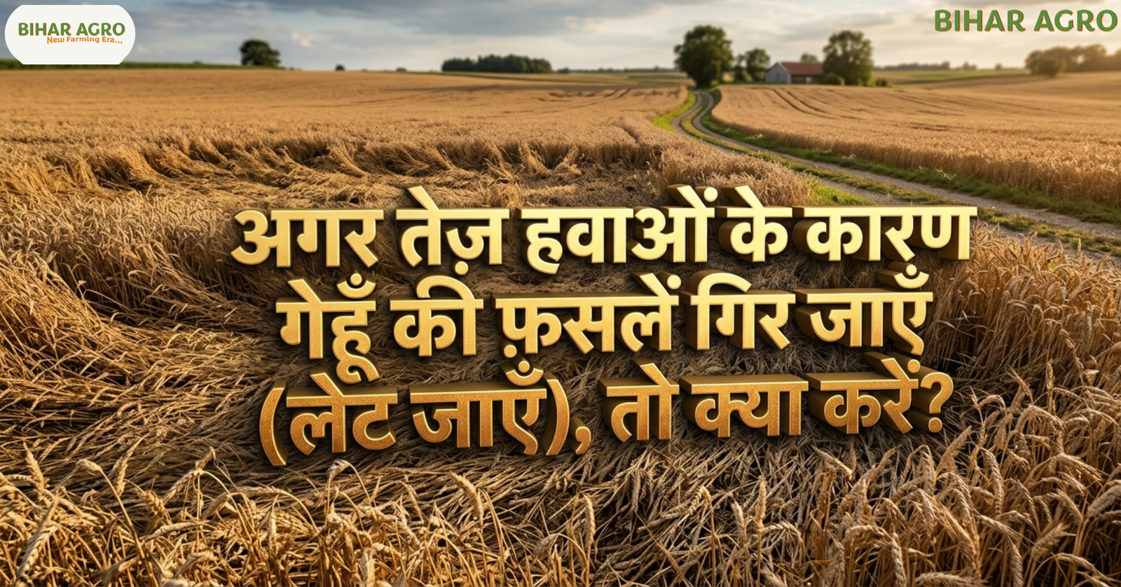 Wheat Crops Lodge Due to Strong Winds, अगर तेज़ हवाओं के कारण गेहूँ की फ़सलें गिर जाएँ (लेट जाएँ), तो क्या करें, wheat lodging solution, गेहूँ गिरने का उपाय, wheat crop management, organic wheat farming, chemical wheat treatment,