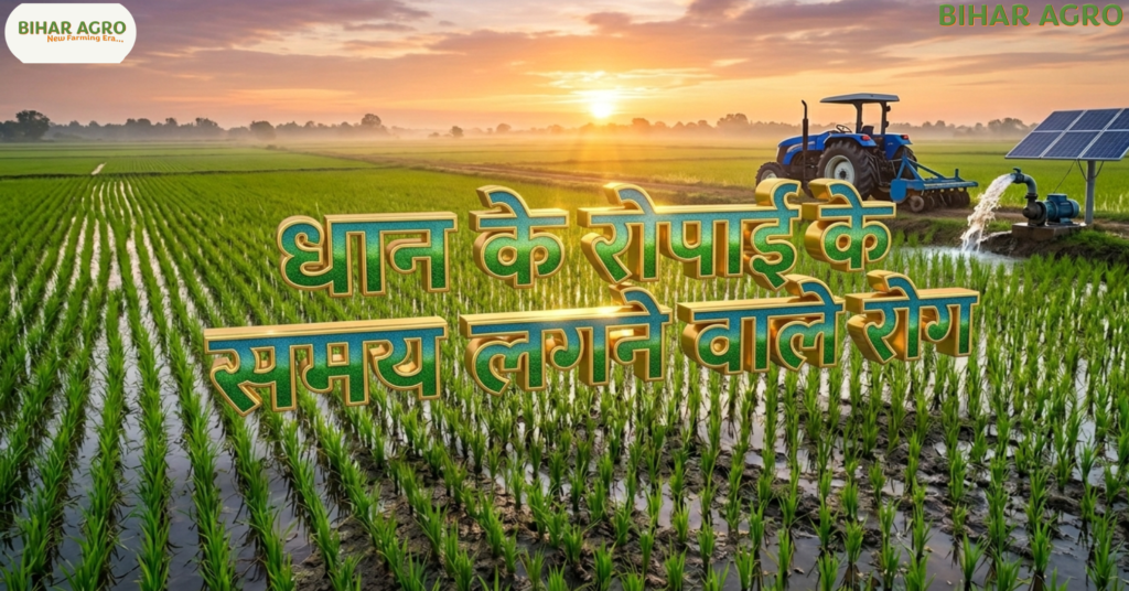 धान के रोपाई के समय लगने वाले रोग, rice transplanting diseases, धान रोग पहचान, धान की बीमारी, धान रोग, rice disease, blast disease, paddy farming, khaira disease, sheath blight, धान के रोपाई के समय लगने वाले रोग, Paddy plantation diseases, Rice blast, Khaira disease control, Bihar Agro, Crop protection tips, धान की खेती, रोपाई के रोग, कृषि तकनीक, बिहार एग्रो, Kisan Seva, Fertilizer Management, Rice Transplanting Diseases Guide,