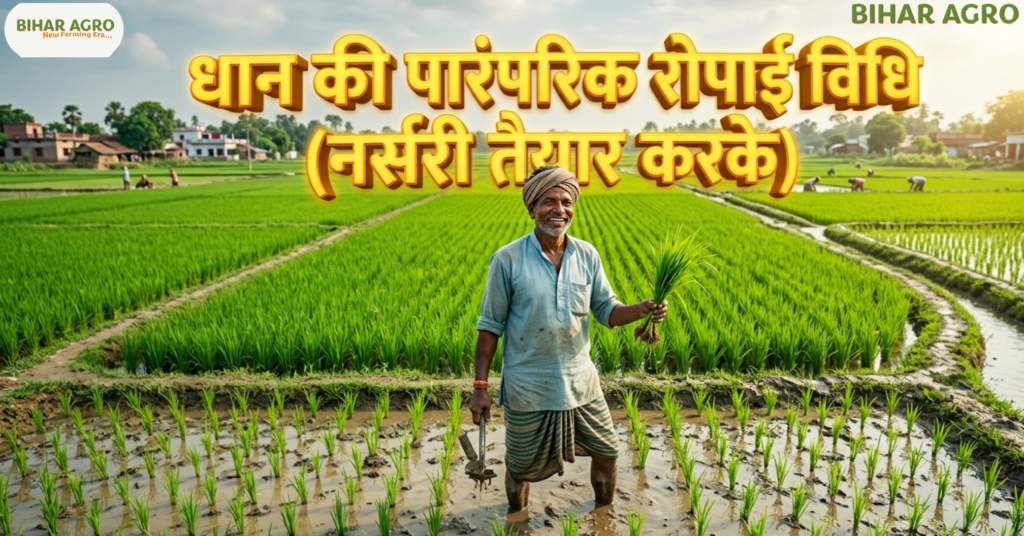 धान की पारंपरिक रोपाई, नर्सरी तैयार करके, Traditional Rice Transplanting with Nursery,धान रोपाई तरीका, rice transplanting method, paddy nursery method, धान की खेती, rice farming India, धान की खेती, नर्सरी तैयार करना, पारंपरिक रोपाई, Rice Transplantation, Paddy Nursery Management, Bihar Agro,
