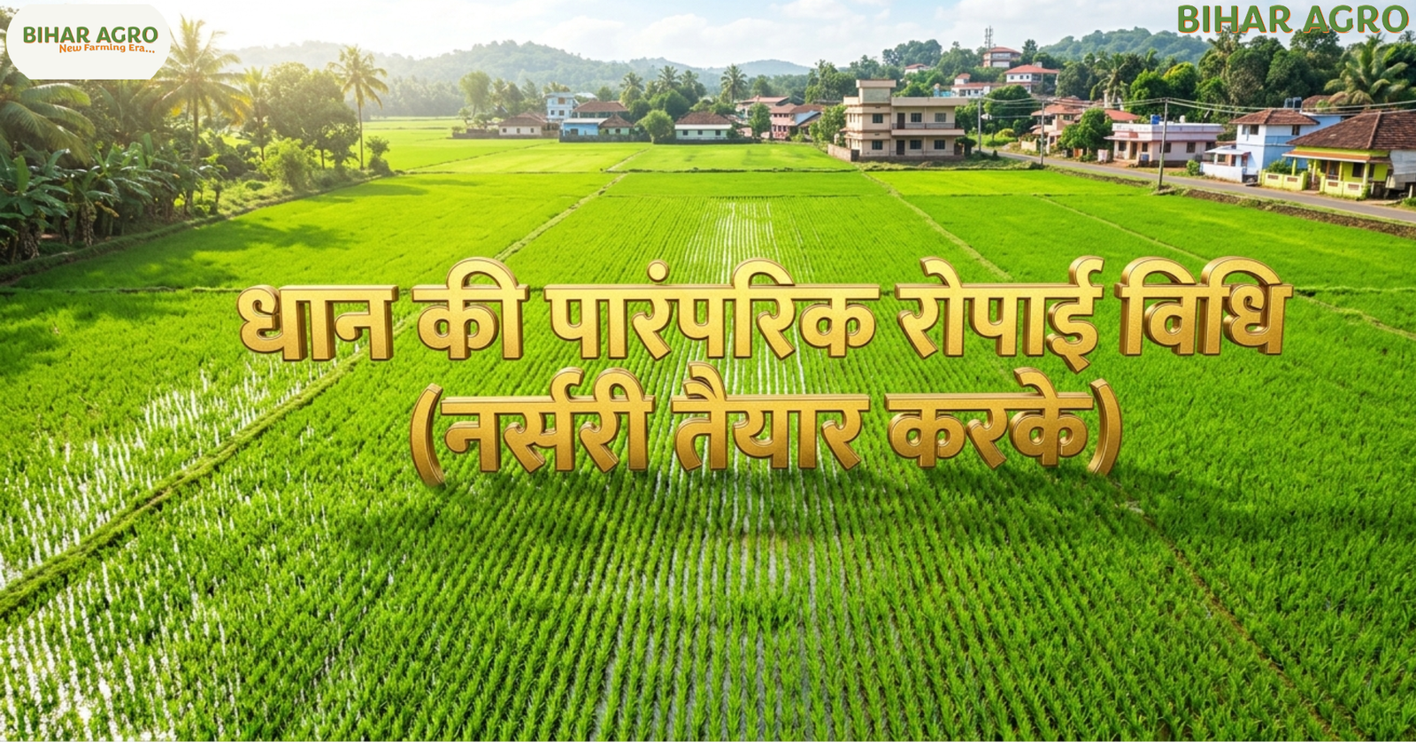 धान की पारंपरिक रोपाई, नर्सरी तैयार करके, Traditional Rice Transplanting with Nursery,धान रोपाई तरीका, rice transplanting method, paddy nursery method, धान की खेती, rice farming India, धान की खेती, नर्सरी तैयार करना, पारंपरिक रोपाई, Rice Transplantation, Paddy Nursery Management, Bihar Agro,