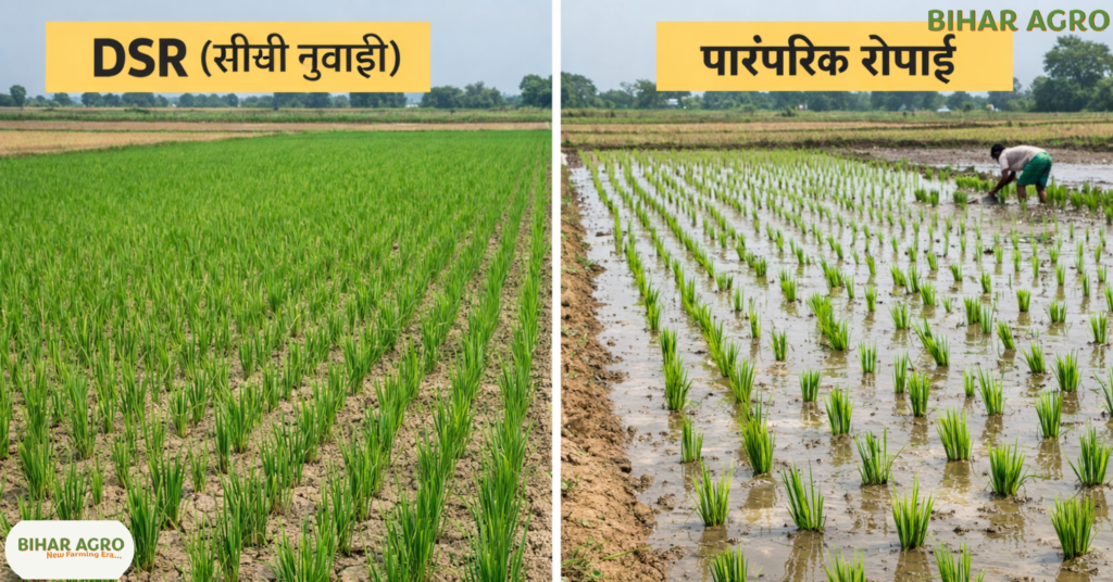 धान की सीधी बुवाई, Direct Seeded Rice, DSR तकनीक, धान की खेती, कम पानी में धान, सीधी बुवाई के फायदे, Bihar Agro, खेती किसानी, कृषि तकनीक, DSR, Rice Farming 2026, Agricultural Technology, Water Saving, Bihar Agro, Indian Farming,