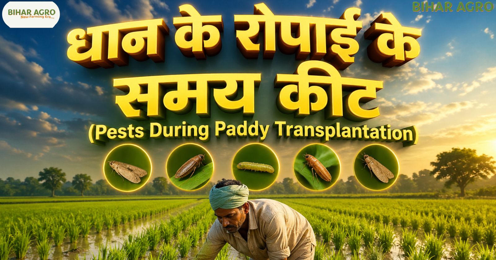 धान के रोपाई के समय कीट, Pests During Paddy Transplantation, धान की खेती 2026, paddy pests control, agriculture bihar, bihar agro, धान में लगने वाले रोग, DSR farming tips, paddy pests control, rice pest management, stem borer control, leaf folder treatment