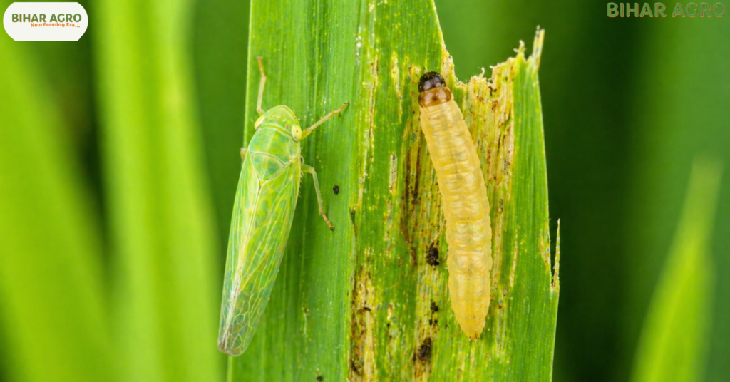 धान के रोपाई के समय कीट, Pests During Paddy Transplantation, धान की खेती 2026, paddy pests control, agriculture bihar, bihar agro, धान में लगने वाले रोग, DSR farming tips, paddy pests control, rice pest management, stem borer control, leaf folder treatment,