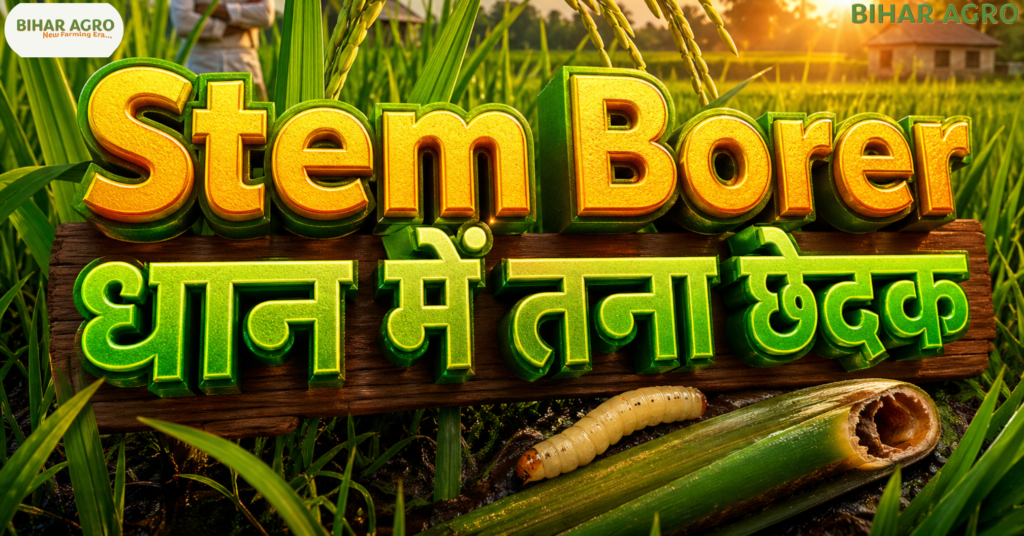 धान में तना छेदक, Stem Borer, धान के रोग, जैविक उपचार, रासायनिक उपचार, paddy pest control, तना छेदक की रोकथाम, Bihar Agro, agriculture tips, yellow stem borer, Stem Borer control in rice, rice pest control, धान कीट नियंत्रण, stem borer treatment,