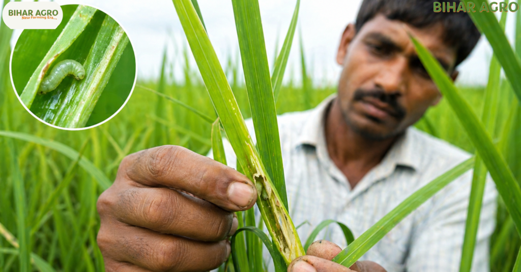 Leaf Folder, धान में पत्ती लपेटक नियंत्रण, Leaf Folder control in paddy, धान कीट नियंत्रण, rice pest control, organic pest control, धान की खेती, पत्ती लपेटक, Leaf Folder, कीट नियंत्रण, जैविक खेती, rice farming, धान में पत्ती लपेटक (Leaf Folder) कीट से रोकथाम कैसे करें, Leaf Folder control in Paddy, जैविक कीटनाशक, रासायनिक उपचार, Rice farming tips, Bihar Agro, धान की खेती, कीट नियंत्रण, Cartap Hydrochloride price, Flubendiamide usage,
