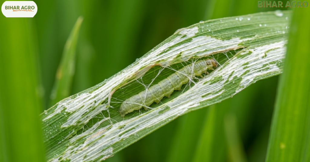 Leaf Folder, धान में पत्ती लपेटक नियंत्रण, Leaf Folder control in paddy, धान कीट नियंत्रण, rice pest control, organic pest control, धान की खेती, पत्ती लपेटक, Leaf Folder, कीट नियंत्रण, जैविक खेती, rice farming, धान में पत्ती लपेटक (Leaf Folder) कीट से रोकथाम कैसे करें, Leaf Folder control in Paddy, जैविक कीटनाशक, रासायनिक उपचार, Rice farming tips, Bihar Agro, धान की खेती, कीट नियंत्रण, Cartap Hydrochloride price, Flubendiamide usage,